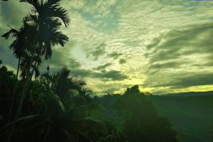 a palm tree in front of a cloudy sky at Different View in Ella
