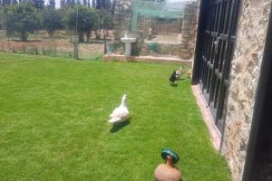 Mga animal sa holiday home o sa malapit