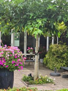 Zahrada ubytování B&B WELKOM Zierikzee + 37 fotografií