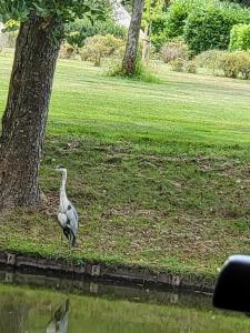 a bird standing in the grass next to a tree at Sleepspot Wedde in Wedde