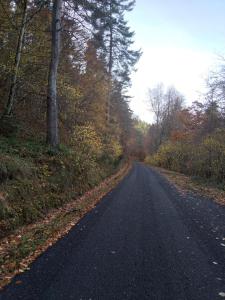 an empty road in the middle of a forest at Gîte en pleine campagne in Saint-Haon