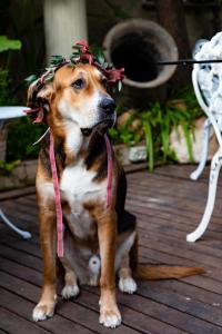 a dog with a bow on its head sitting on a deck at Sitges Royal Rooms in Sitges