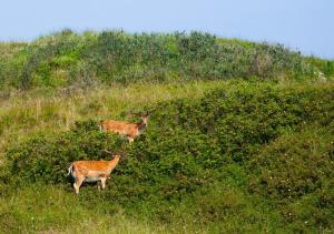 two deer standing on top of a grassy hill at Ferienhaus Dübbel Norderney in Norderney +1 photo