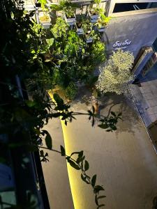 an overhead view of a garden with plants at Susu Homestay Hue in Thôn Kim Long (1) +23 photos