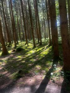 ein Waldgebiet mit Bäumen, die Schatten auf dem Boden werfen in der Unterkunft Hohegeiß Ferienwohunung - 14ter Etage mit Blick in Braunlage