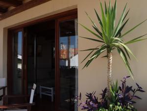 a palm tree in front of a building at Valley View House in Anópolis