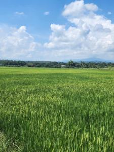 a large field of green grass with a sky at BaanlungchuHomestay&Cafe in Amphoe Mae Taeng