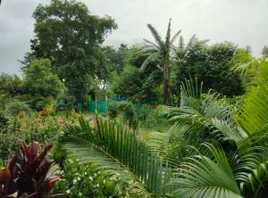 a garden with lush green plants and trees at Sudarshan Resort in Haraincha