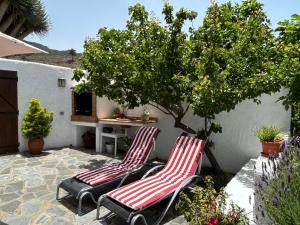 two chairs sitting on a patio under a tree at Casa Canaria Tradicional Rosalía in Los Silos