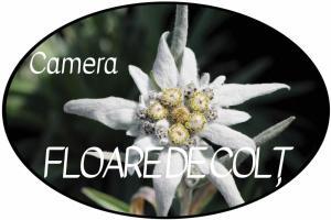 a close up of a flower with the words floreadia at Victoriei 35B in Curtea de Argeş