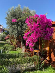 Galeriebild der Unterkunft Suzi'nin Bahçesi Bungalov Evler in Datca + 14 Fotos