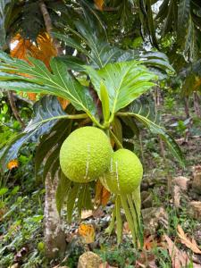 two green fruits hanging from a tree at TSG sys Palace in Spring Garden