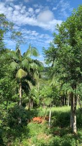 a forest with palm trees and a dirt road at Pousada Vale do Sol in Pariqueraçu