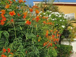 Um jardim no exterior de Apartment "Always SUNday", Lagoon Ocean Resort