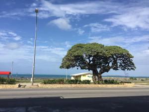 a tree sitting on the side of a road at Emerald Hotel & Restaurant in Nuku‘alofa
