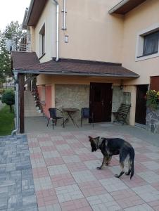 Domácí mazlíčci ubytovaní s hosty v ubytování Apartmán 139