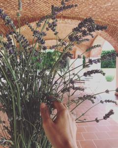 Galeriebild der Unterkunft La Scuderia Charming Rooms b&b in San Paolo Solbrito