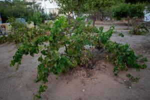 Gallery image of il Melograno Studios Pefkos Lindos in Pefki Rhodes