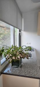 a plant sitting on a kitchen counter next to a window at Klejdi's house in Qeparo