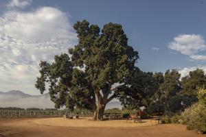 a large oak tree with picnic tables under it at Bruma Wine Resort in Valle de Guadalupe
