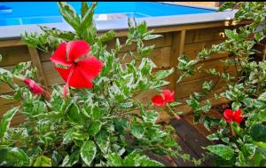Zahrada ubytování Gîte Rubis Passion