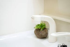 东京新小岩駅徒歩3分デメテル301的浴室水槽,内有植物