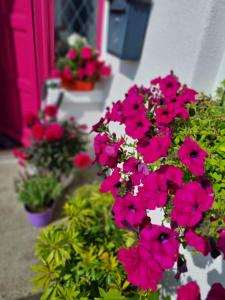 Gallery image of The Pink Door in Killala
