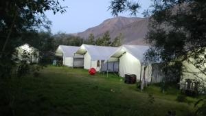 a group of tents in a field with a mountain in the background at Padmaling guest house zanskar eco camp in Padam +3 photos