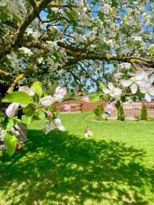 Κήπος έξω από το Agropensiunea Autentic