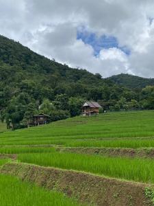 Gallery image of บ้านพักชิปู ป่าบงเปียง in Ban Mae Pan Noi