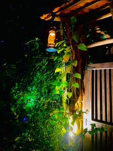 Treetops ella外面的花园