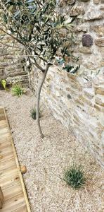a small tree in front of a stone wall at La maison du Pays d'Auge in Troarn +2 photos