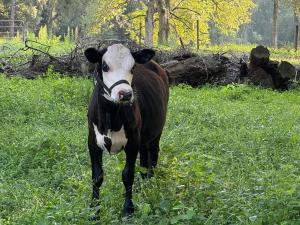 Animaux dans la maison de vacances ou à proximité