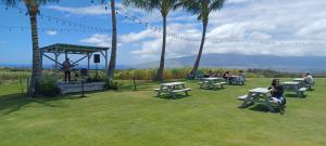 people sitting at picnic tables in a park with palm trees at CampCar Maui Jeeps SUVs Hybrid Camper van Rentals with equipment and Travel Advice in Kahului