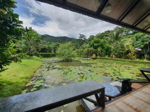 a view of a pond filled with lots of lily pads at ธารธารา ออนเซน เชียงราย in Ban San Pu Loei +11 photos