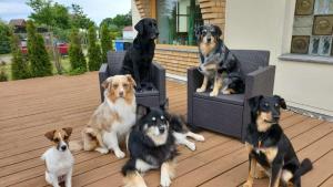 a group of dogs sitting on a deck at HuusamDarß in Fuhlendorf