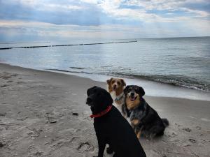 two dogs sitting on the beach near the water at HuusamDarß in Fuhlendorf