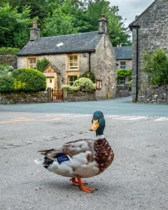 un canard debout dans la rue devant une maison dans l'établissement Duck Cottage Milldale Alstonefield Peak District, à Alstonfield