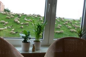 a herd of sheep grazing in a field through a window at Ferienwohnung Faby in Hollern-Twielenfleth +10 photos