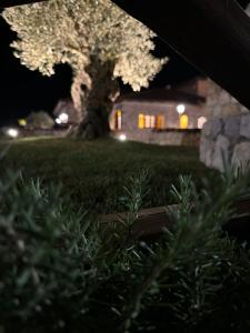 a tree in front of a house at night at TENUTA ROSA - Gastronomia e Relax in Montesano Scalo