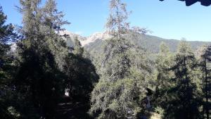 a group of trees with a mountain in the background at Au Petit Conf'Orres in Les Orres +4 photos