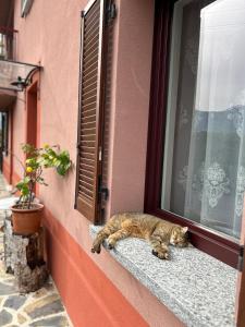 Domácí mazlíčci ubytovaní s hosty v ubytování Il Mallo Verde - Lake Como B&B
