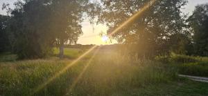 a field with the sun shining through a tree at Wohnmobilstellplatz in Mecklenburg-Vorpommern - ab Juni Dixi WC in Carpin +4 photos