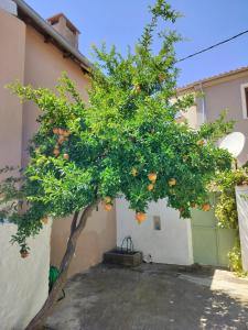 an orange tree in front of a building at ilkay's House in Mákri