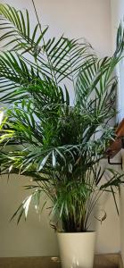 隆达Apartamentos Los Descalzos Ángel With Private Terrace Free Parking的相册照片