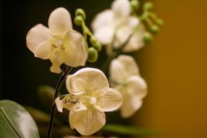 a bunch of white flowers in a vase at Schurwald Hotel in Plochingen