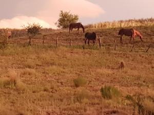 Gallery image of Loft en casa particular in General Acha