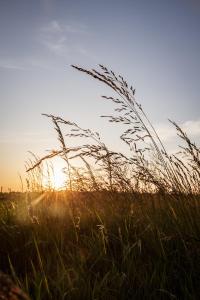 a field of tall grass with the sunset in the background at Wohnwagon BALU in Apetlon