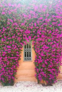 a house with pink flowers in front of a window at LA PORTE AU LION - Marrakech in Marrakesh