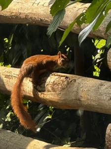 Altri animali domestici presso la casa vacanze o nei dintorni